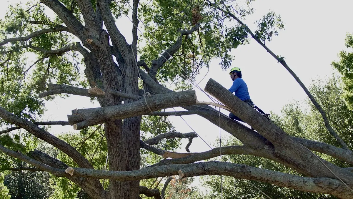 Professional Hazardous Tree Removal performed by certified arborists in Kilbourne