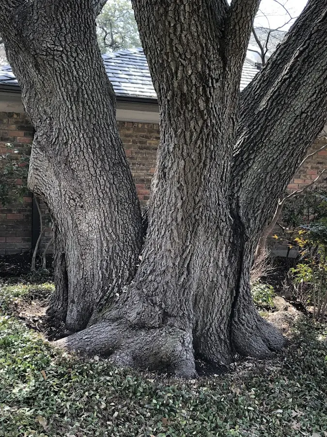 Mature heritage tree close to a Kilbourne property cared for by certified arborists